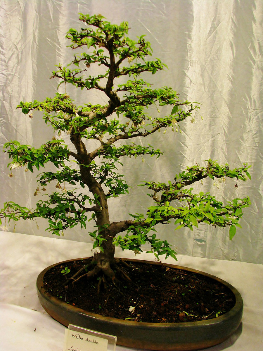 Bonsai nedir nasıl yetiştirilir Bonsai nedir nasıl yetiştirilir